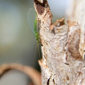 Mallada signatus at Higgins, ACT - 28 Oct 2023 03:03 PM