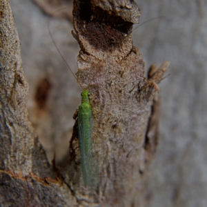 Mallada signatus at Higgins, ACT - 28 Oct 2023 03:03 PM