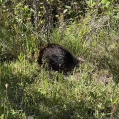 Tachyglossus aculeatus (Short-beaked Echidna) at Coree, ACT - 28 Oct 2023 by JimL