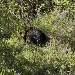 Tachyglossus aculeatus at Coree, ACT - 29 Oct 2023