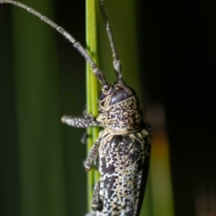 Ancita sp. (genus) (Longicorn or longhorn beetle) at Wallum - 28 Oct 2023 by LockyC