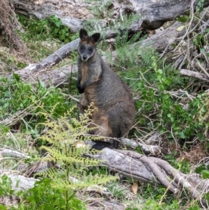 Wallabia bicolor at Tuross Head, NSW - 28 Oct 2023