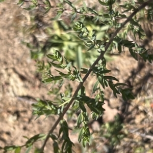 Hypericum perforatum at Coree, ACT - 29 Oct 2023 09:59 AM