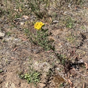 Hypericum perforatum at Coree, ACT - 29 Oct 2023