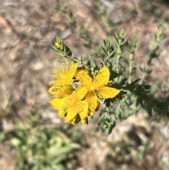 Hypericum perforatum at Coree, ACT - 29 Oct 2023