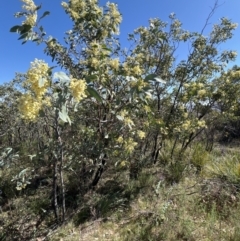 Acacia falciformis at Coree, ACT - 29 Oct 2023