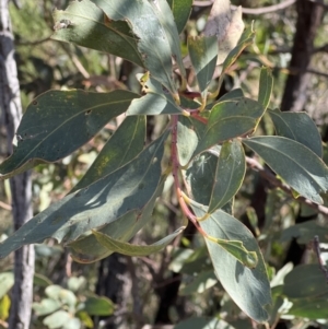 Acacia falciformis at Coree, ACT - 29 Oct 2023