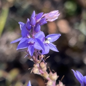 Veronica perfoliata at Coree, ACT - 29 Oct 2023