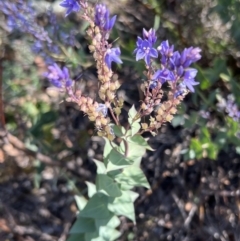 Veronica perfoliata at Coree, ACT - 29 Oct 2023