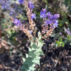 Veronica perfoliata at Coree, ACT - 29 Oct 2023