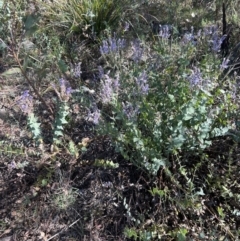 Veronica perfoliata at Coree, ACT - 29 Oct 2023