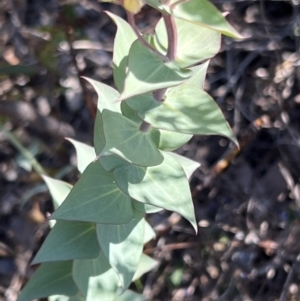 Veronica perfoliata at Coree, ACT - 29 Oct 2023