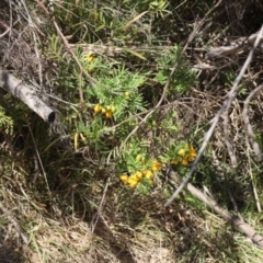 Senna aciphylla (Sprawling Cassia) at Lyons, ACT - 26 Oct 2023 by ran452