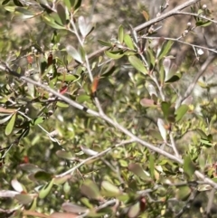 Gaudium brevipes (Grey Tea-tree) at Coree, ACT - 29 Oct 2023 by JimL