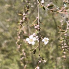 Gaudium brevipes at Coree, ACT - 29 Oct 2023