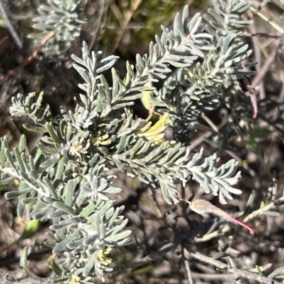 Grevillea lanigera (Woolly Grevillea) at Coree, ACT - 28 Oct 2023 by JimL