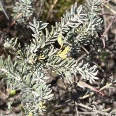 Grevillea lanigera (Woolly Grevillea) at Lower Cotter Catchment - 28 Oct 2023 by JimL