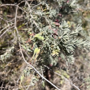 Grevillea lanigera at Coree, ACT - 29 Oct 2023 09:18 AM