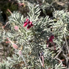 Grevillea lanigera at Coree, ACT - 29 Oct 2023 09:18 AM