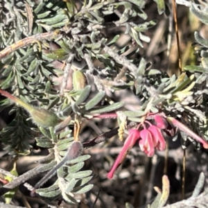 Grevillea lanigera at Coree, ACT - 29 Oct 2023 09:18 AM