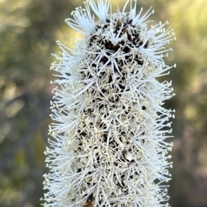 Xanthorrhoea glauca subsp. angustifolia at Coree, ACT - 29 Oct 2023