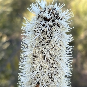 Xanthorrhoea glauca subsp. angustifolia at Coree, ACT - suppressed