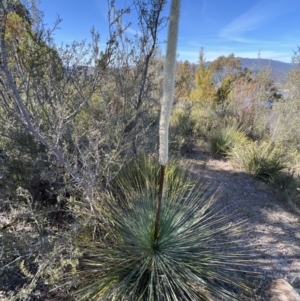 Xanthorrhoea glauca subsp. angustifolia at Coree, ACT - 29 Oct 2023