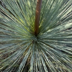 Xanthorrhoea glauca subsp. angustifolia at Coree, ACT - 29 Oct 2023