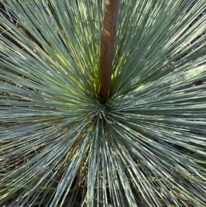 Xanthorrhoea glauca subsp. angustifolia at Coree, ACT - suppressed