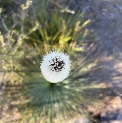 Xanthorrhoea glauca subsp. angustifolia at Coree, ACT - 29 Oct 2023