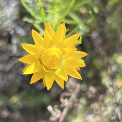 Xerochrysum viscosum (Sticky Everlasting) at Coree, ACT - 29 Oct 2023 by JimL