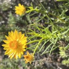 Xerochrysum viscosum at Coree, ACT - 29 Oct 2023 09:01 AM