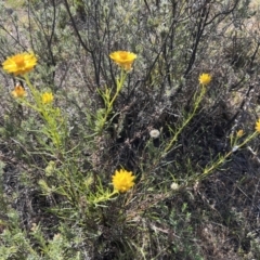 Xerochrysum viscosum at Coree, ACT - 29 Oct 2023 09:01 AM