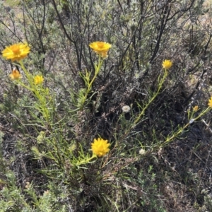 Xerochrysum viscosum at Coree, ACT - 29 Oct 2023