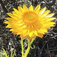 Xerochrysum viscosum at Coree, ACT - 29 Oct 2023