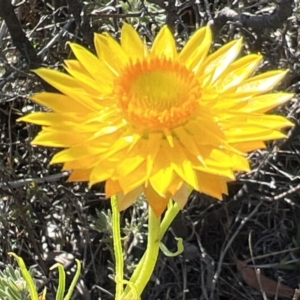 Xerochrysum viscosum at Coree, ACT - 29 Oct 2023