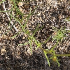 Xerochrysum viscosum at Coree, ACT - 29 Oct 2023