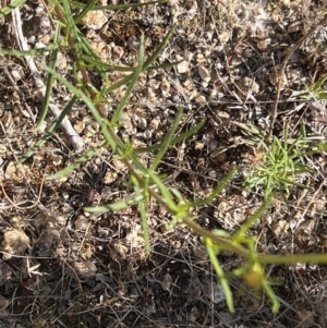 Xerochrysum viscosum at Coree, ACT - 29 Oct 2023 09:01 AM