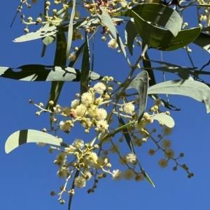 Acacia falciformis at Coree, ACT - suppressed