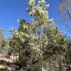 Acacia falciformis at Coree, ACT - suppressed