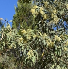 Acacia falciformis at Coree, ACT - suppressed