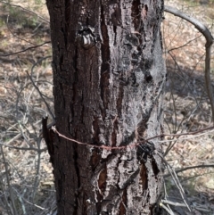 Acacia falciformis at Coree, ACT - suppressed