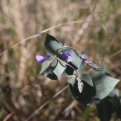 Veronica perfoliata (Digger's Speedwell) at Lyons, ACT - 26 Oct 2023 by ran452