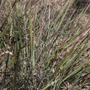 Dianella revoluta var. revoluta at Lyons, ACT - 26 Oct 2023