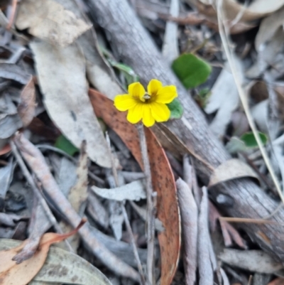 Goodenia hederacea subsp. hederacea (Ivy Goodenia, Forest Goodenia) at QPRC LGA - 27 Oct 2023 by clarehoneydove