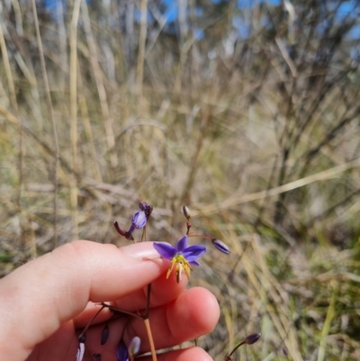 Dianella revoluta var. revoluta (Black-Anther Flax Lily) at QPRC LGA - 28 Oct 2023 by clarehoneydove