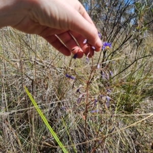 Dianella revoluta var. revoluta at Bungendore, NSW - 28 Oct 2023