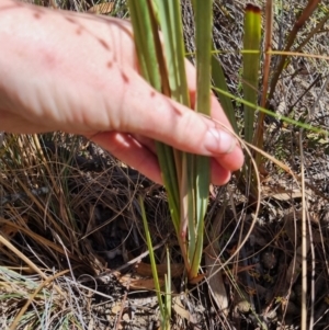 Dianella revoluta var. revoluta at Bungendore, NSW - 28 Oct 2023