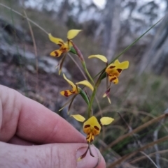 Diuris sulphurea (Tiger Orchid) at Bungendore, NSW - 26 Oct 2023 by clarehoneydove