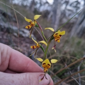 Diuris sulphurea at Bungendore, NSW - suppressed